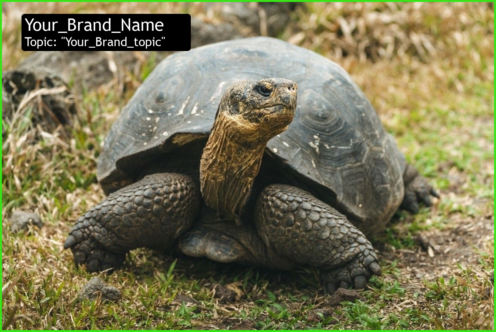 NASA Is Helping Bring Giant Tortoises Back to the Galápagos